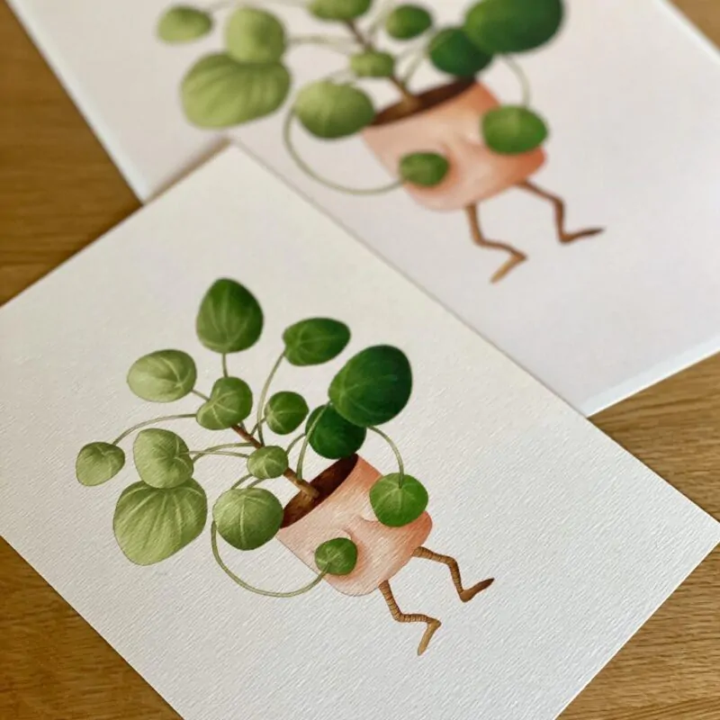 Botanická ilustrace Zahanbená pilea