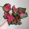 caladium classic pink plantizia Plantizia.cz