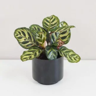 Calathea makoyana