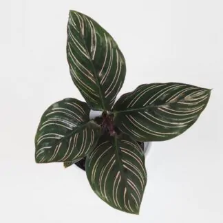 Calathea ornata 'Sanderiana' pokojová rostlina