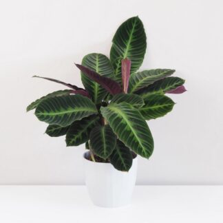 Calathea warscewiczii pokojová rostlina plantizia