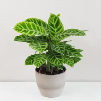 Calathea zebrina zelená pokojová rostlina plantizia