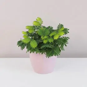 Citlivka / Mimosa pudica