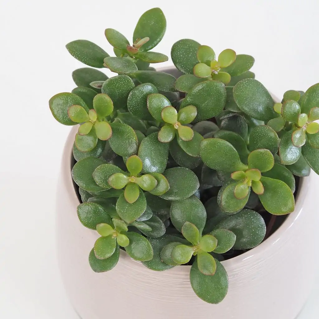 crassula 2 plantizia Plantizia.cz