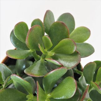 Tlustice / Crassula ovata tlustice crassula sukulent
