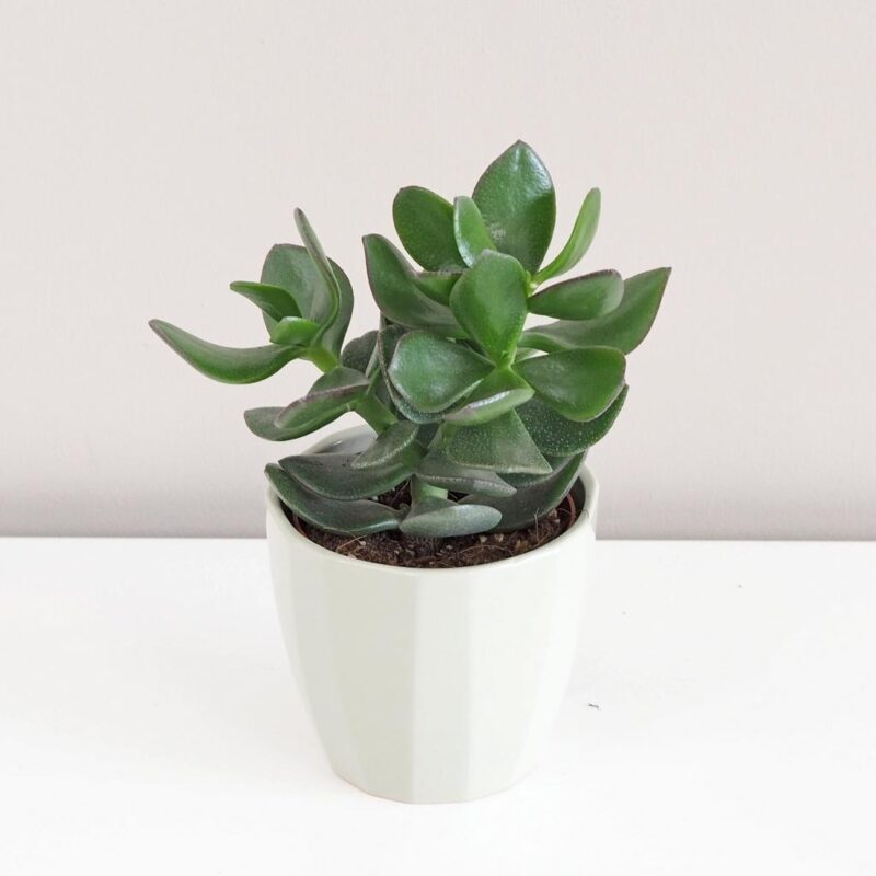 Tučnolist Crassula ovata 'Hulk'