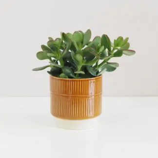 Crassula ovata tucnolist plantizie sukulent