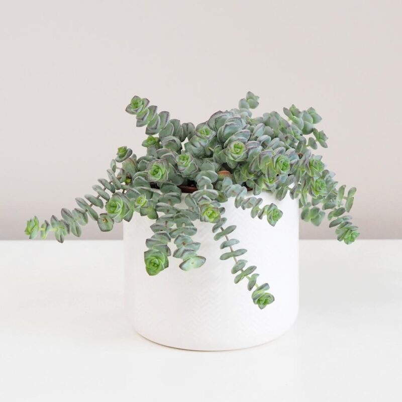 Tlustice / Crassula rupestris