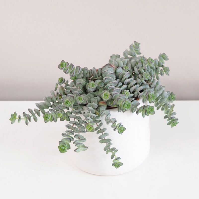 Tlustice / Crassula rupestris - Obrázek 3