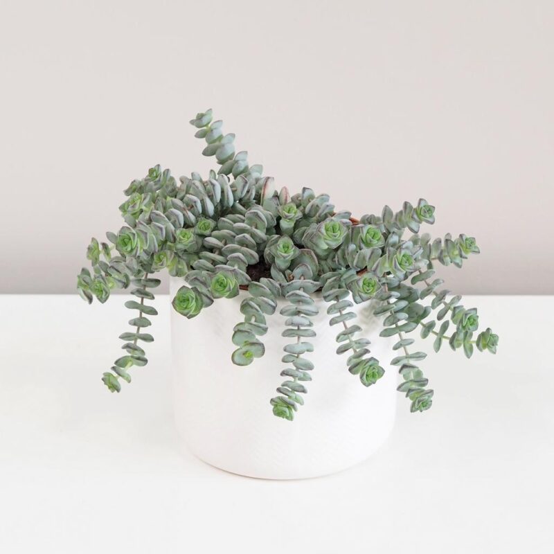 Tlustice / Crassula rupestris - Obrázek 6