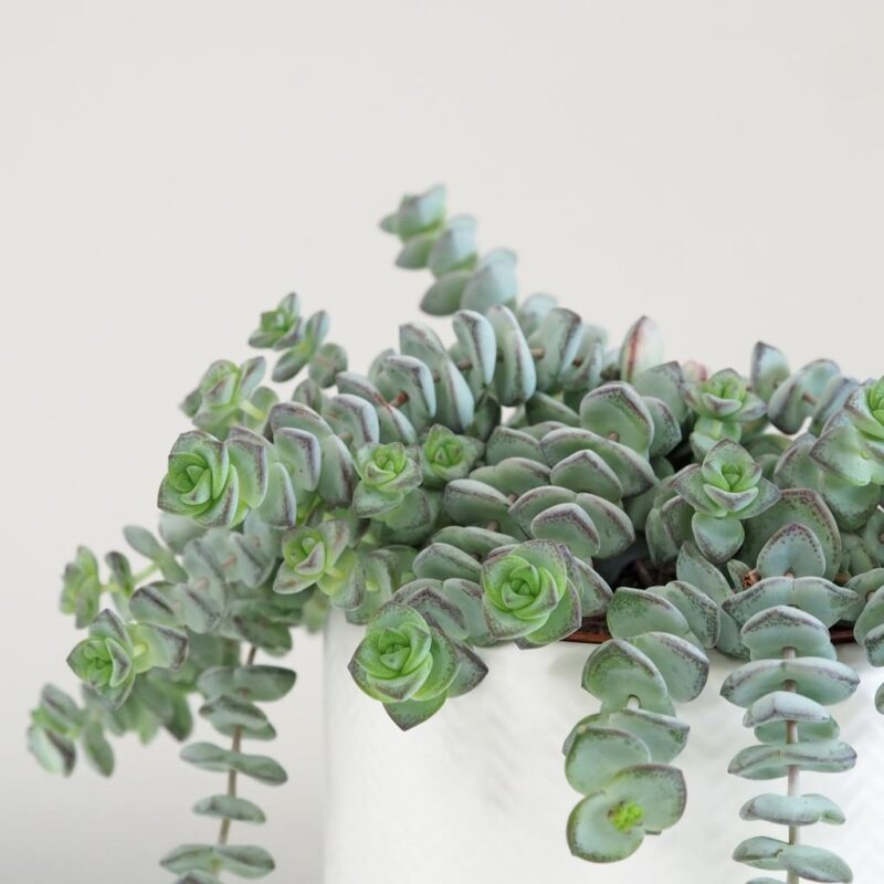 Tlustice / Crassula rupestris - Obrázek 2