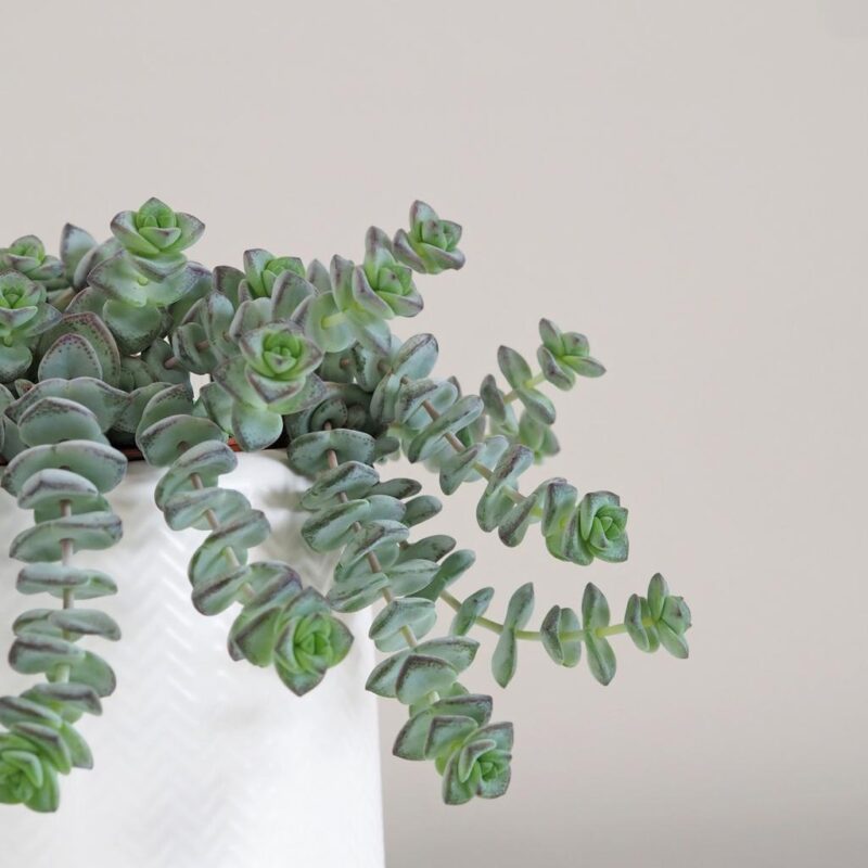 Tlustice / Crassula rupestris - Obrázek 4
