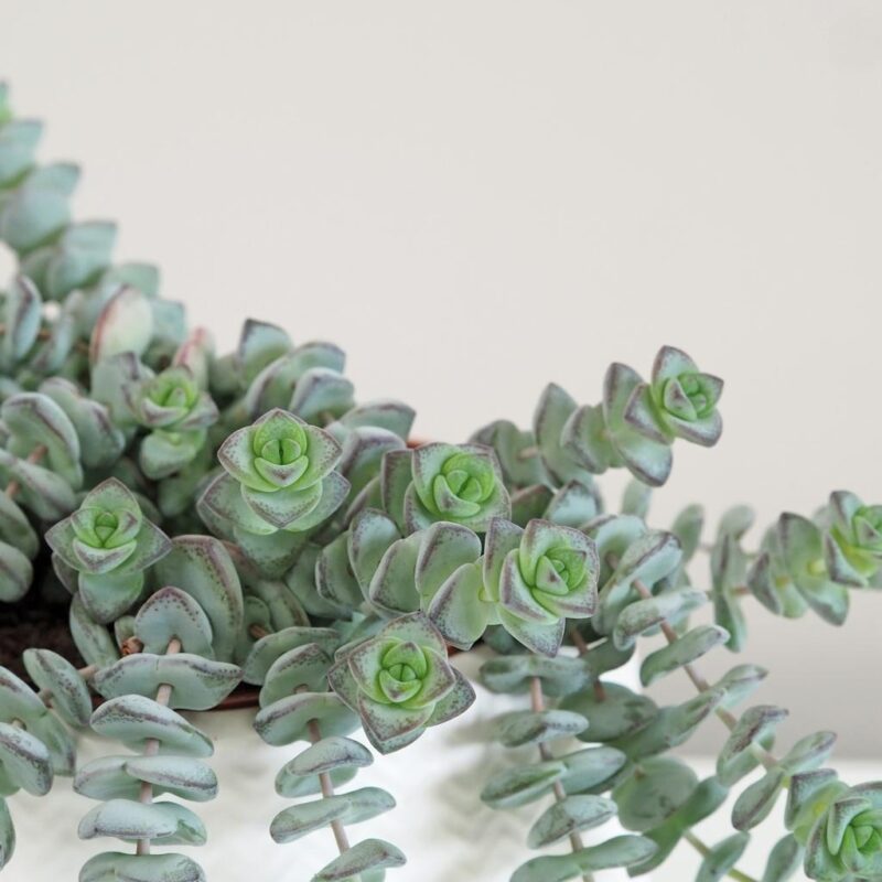 Tlustice / Crassula rupestris - Obrázek 5