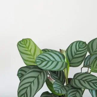 ctenanthe setosa ktenanta prayer plant vlhkomilná rostlina