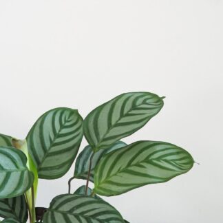 ctenanthe setosa ktenanta prayer plant vlhkomilná rostlina