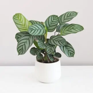 ctenanthe setosa ktenanta prayer plant vlhkomilná rostlina