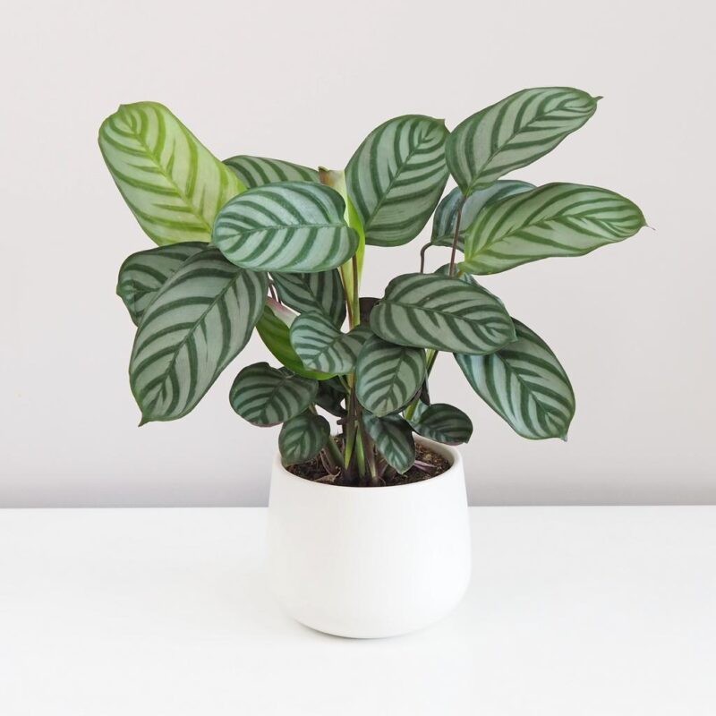 ctenanthe setosa ktenanta prayer plant vlhkomilná rostlina