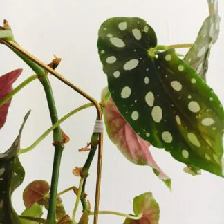 dekorativna opora na rastliny strecha begonia maculata 2 kytkotycky plantizia Plantizia.cz