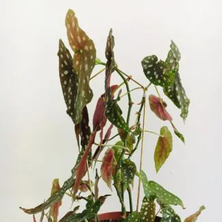dekorativna opora na rastliny strecha begonia maculata kytkotycky plantizia Plantizia.cz