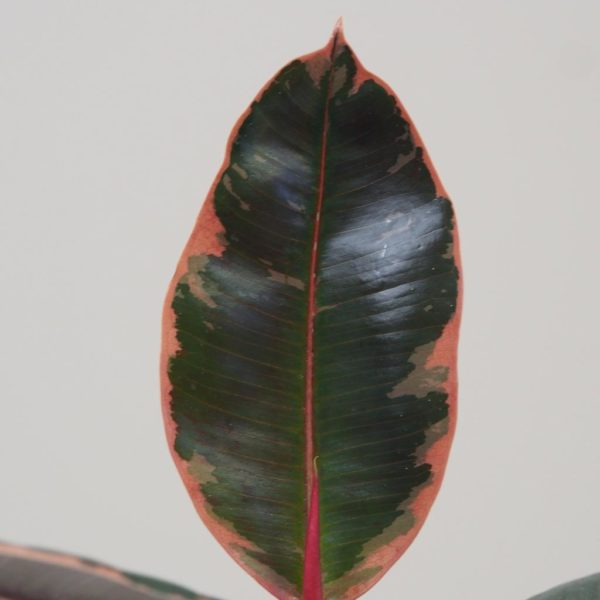 Ficus elastica Belize růžový panasovaný fíkus pokojová rostlina plantizie