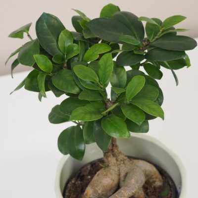 ficus ginseng bonsai 2 plantizia Plantizia.cz