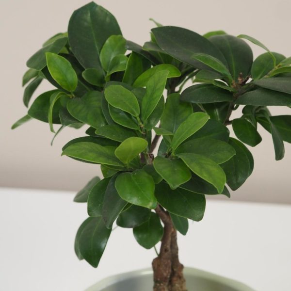 ficus ginseng bonsai 3 plantizia Plantizia.cz