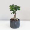 ficus ginseng bonsai 4 plantizia Plantizia.cz
