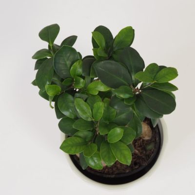 ficus ginseng bonsai plantizia Plantizia.cz
