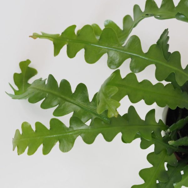 fishbone kaktus epiphyllum anguliger