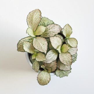 Fittonia mosaic purple ‘Snow Anne’ fittonia mosaic purple snow anne 2 plantizia Plantizia.cz