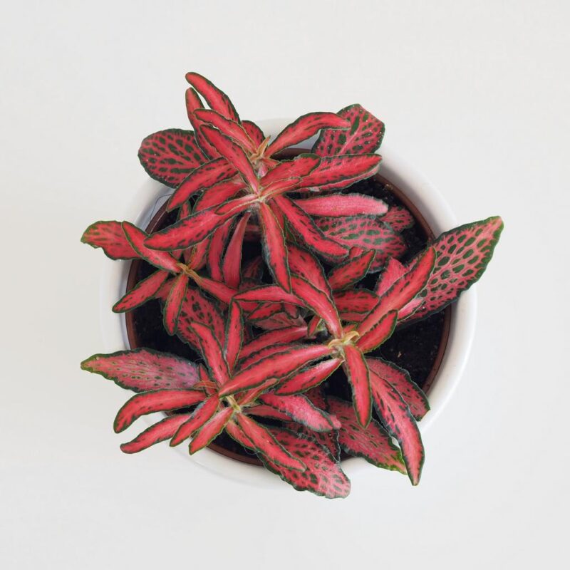 fittonia red forest flame červená pokojová rostlina