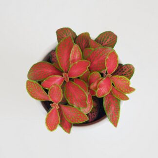 fittonia ruby lime pokojova rostlina pokojovky
