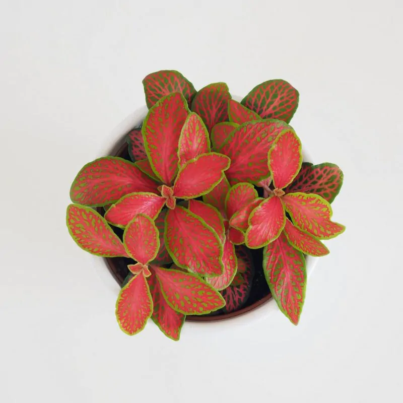 fittonia ruby lime pokojova rostlina pokojovky