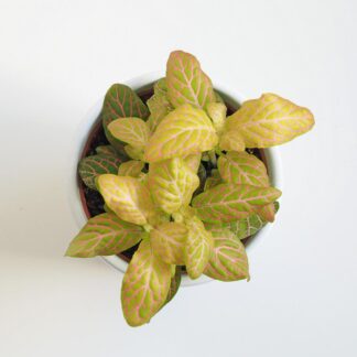 Fittonia ‘Salmon Pink’ fittonia salmon pink plantizia Plantizia.cz