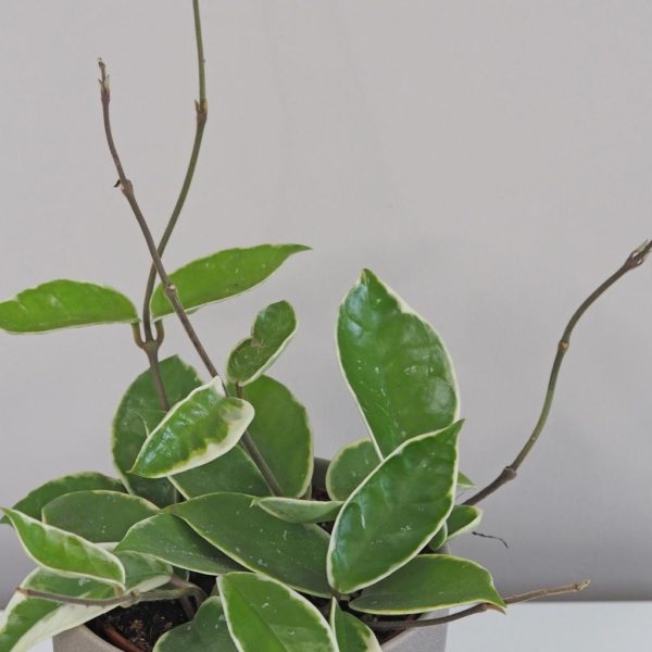 Hoya carnosa 'Albomarginata' Voskovka tahava rostlina