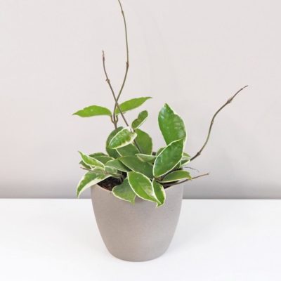 Hoya carnosa 'Albomarginata' Voskovka tahava rostlina
