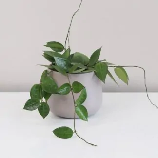 hoya carnosa plantizia Plantizia.cz