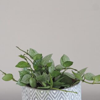 hoya krohniana eskimo 3 plantizia Plantizia.cz