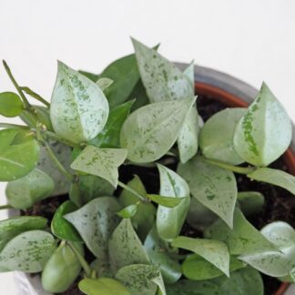 hoya krohniana eskimo 4 plantizia Plantizia.cz
