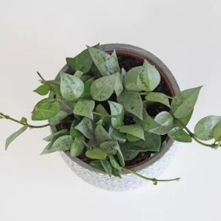 hoya krohniana eskimo 5 plantizia Plantizia.cz