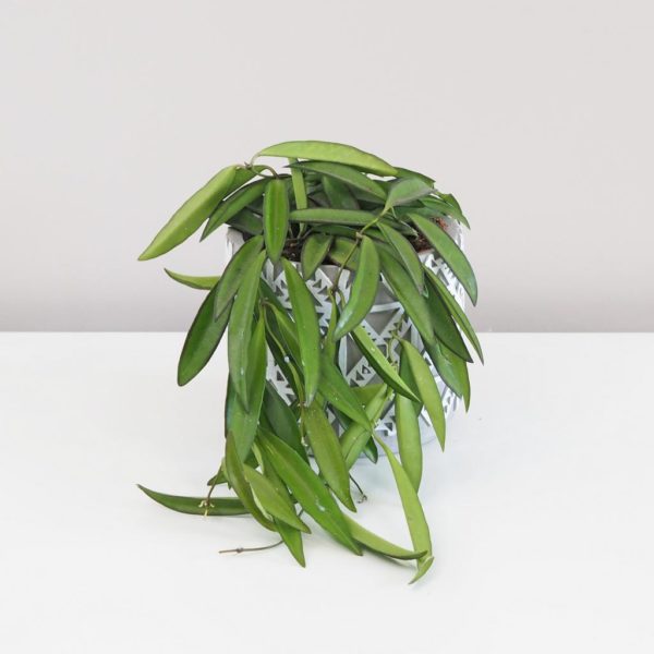 hoya longifolia voskovka nenarocna tahava kvetoucí pokojová rostlina