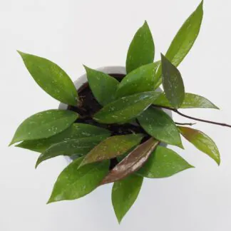 Hoya pubicalyx hoya pubicalyx voskovka nenarocná tahava pokojová rostlina