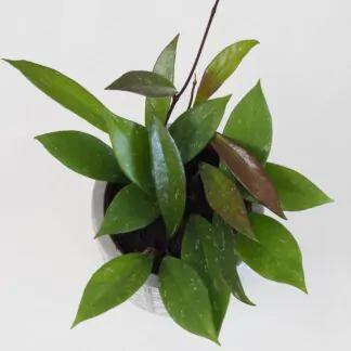 Hoya pubicalyx hoya pubicalyx voskovka nenarocná tahava pokojová rostlina