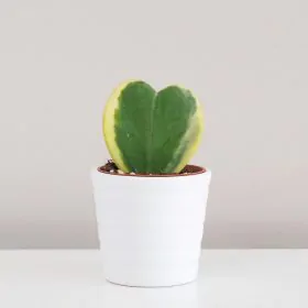 Hoya kerrii ‘Variegata’