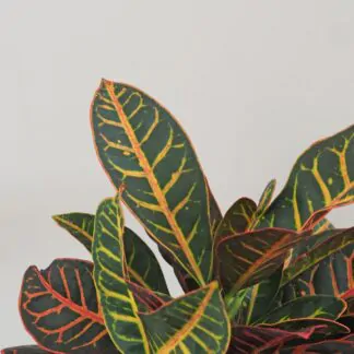 Codiaeum variegatum ‘Petra’ velký kroton codiaeum variegatum petra 2 plantizia Plantizia.cz