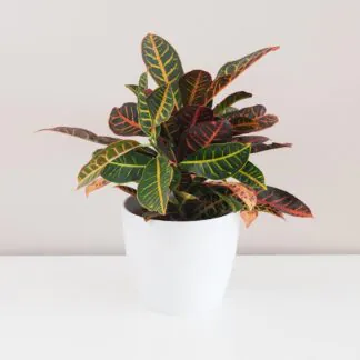 Codiaeum variegatum ‘Petra’ velký kroton codiaeum variegatum petra 3 plantizia Plantizia.cz