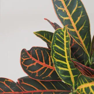 Codiaeum variegatum ‘Petra’ velký kroton codiaeum variegatum petra 4 plantizia Plantizia.cz