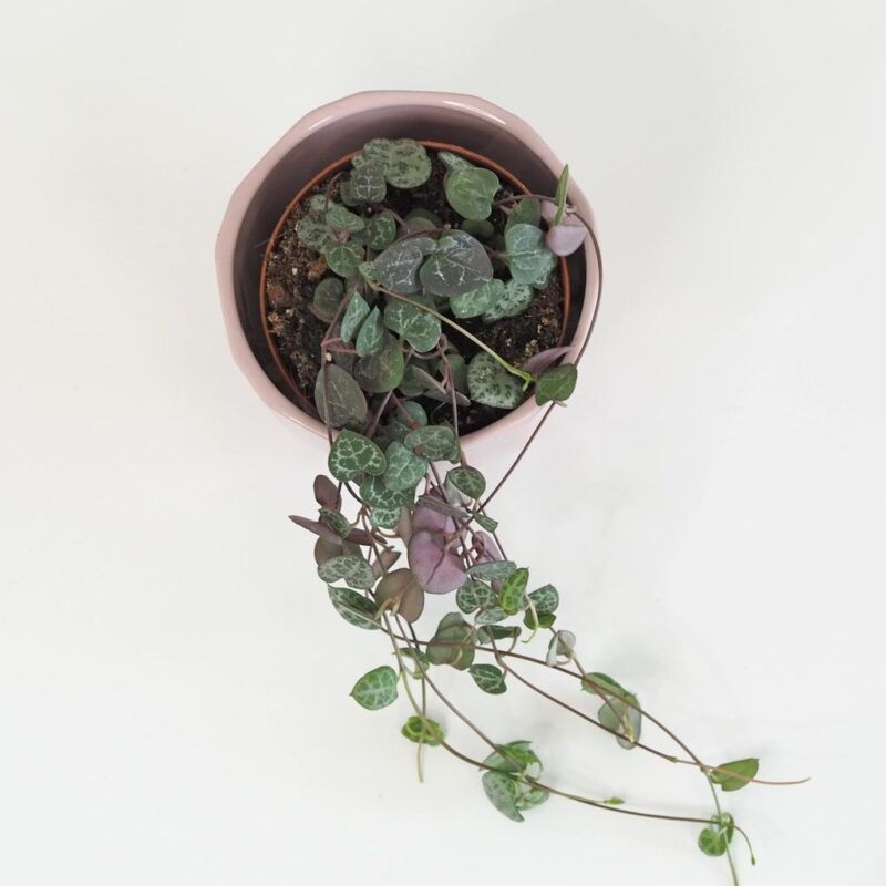 Lampasik Ceropegia woodi tahavý sukulent