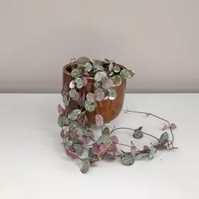 Svícník / Ceropegia woodii ‘Variegata’