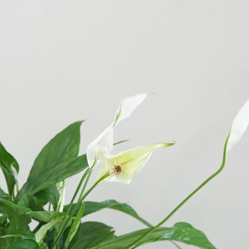 Lopatkovec / Spathiphyllum wallisii velký - Image 2